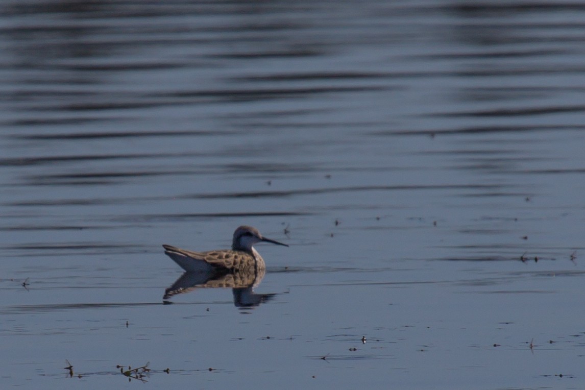 Phalarope de Wilson - ML475364981