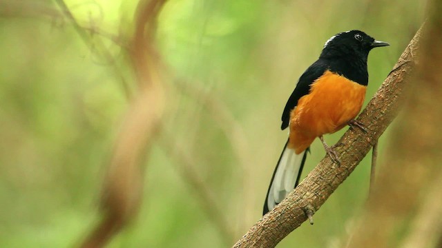 White-crowned Shama - ML475365