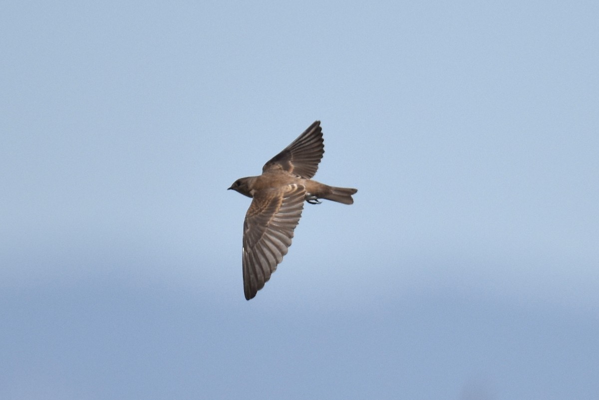 Northern Rough-winged Swallow - ML475366411