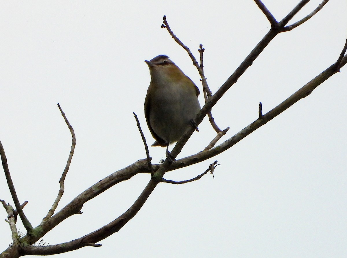 Vireo Ojirrojo - ML475366491