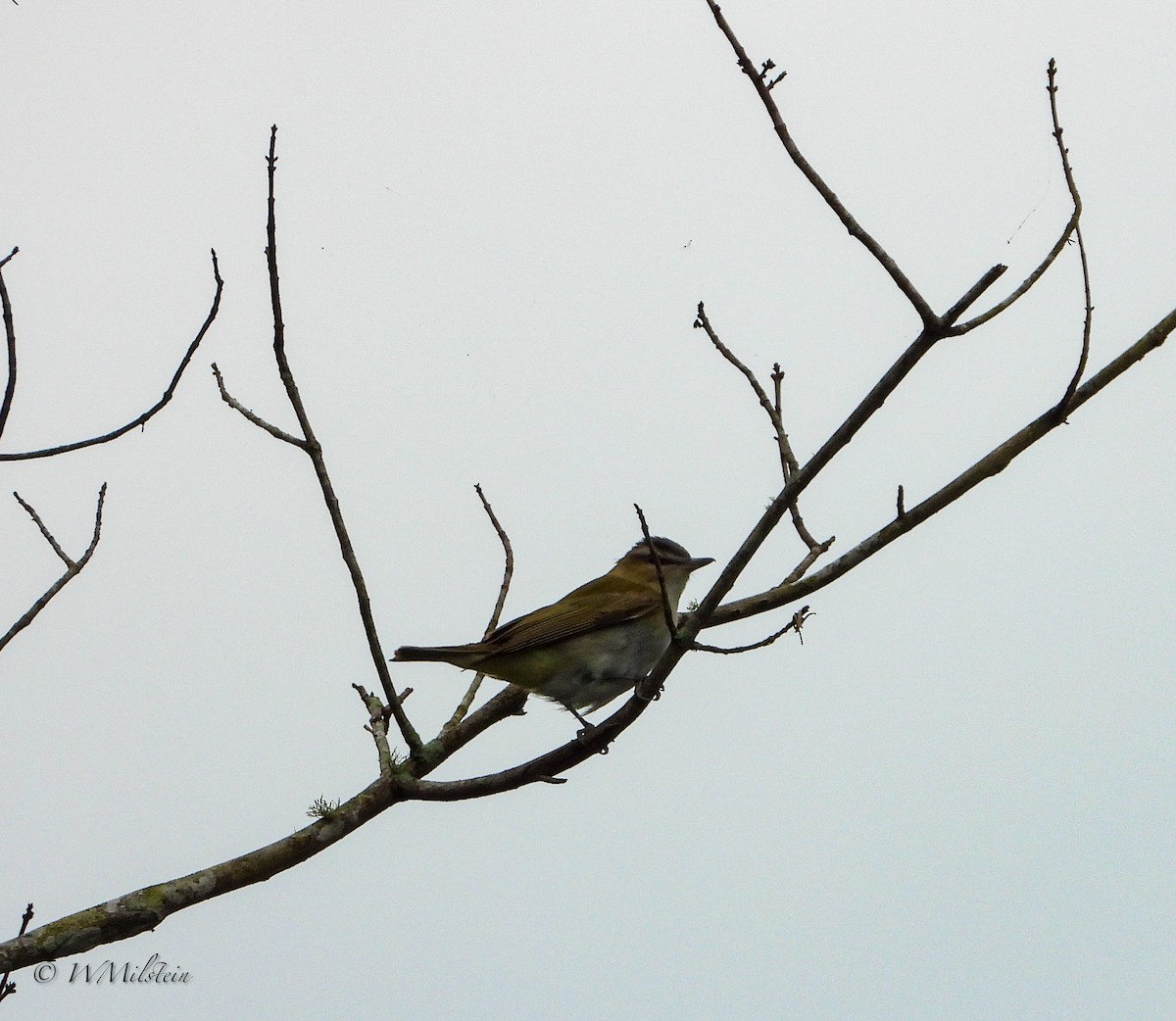 rødøyevireo - ML475366501