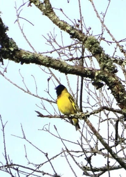 Hooded Siskin - ML475367591