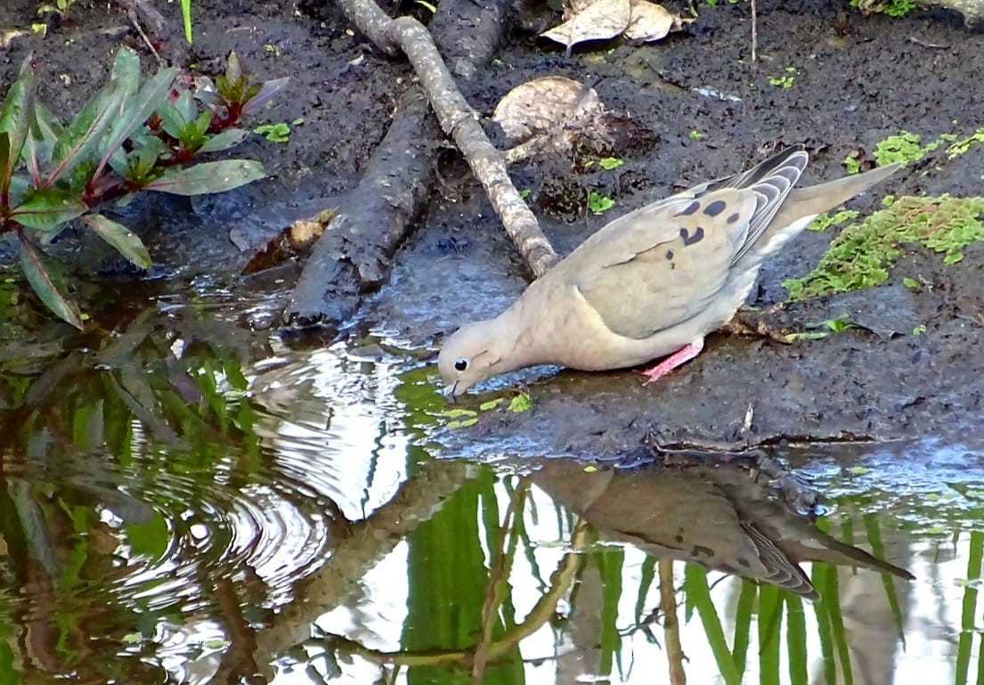 Eared Dove - ML475367981