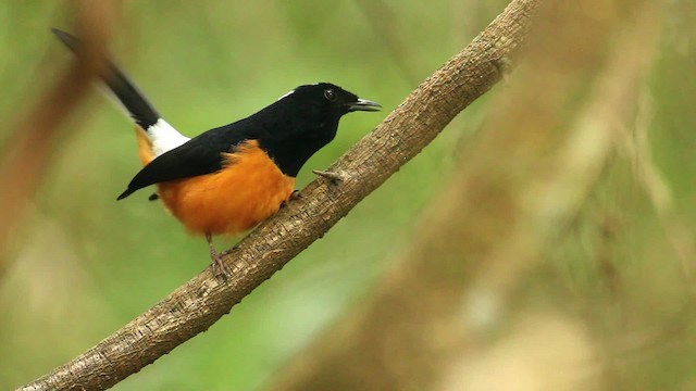 White-crowned Shama - ML475368