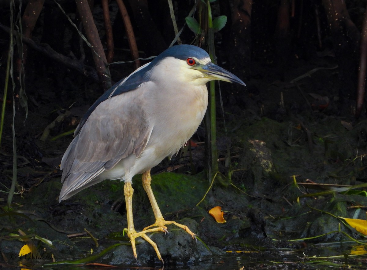 Black-crowned Night Heron - ML475368011