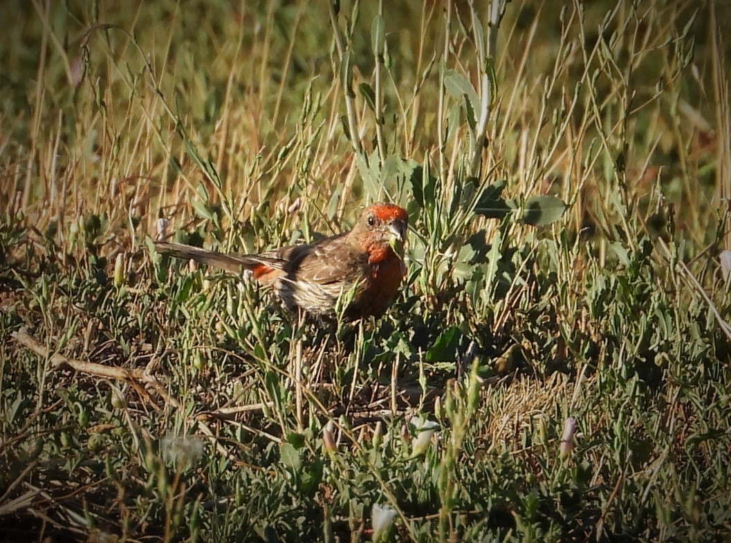 House Finch - ML475368141