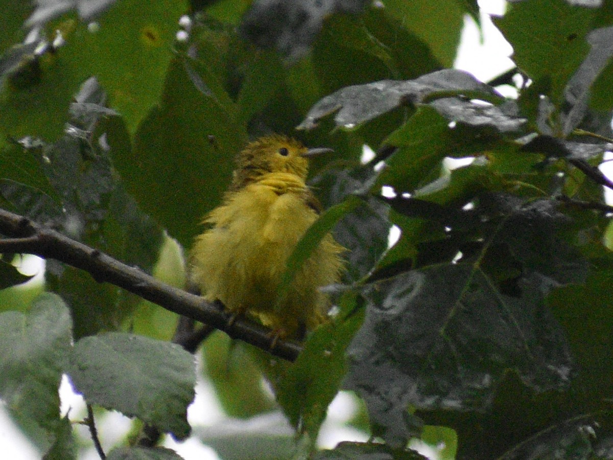 Yellow Warbler - ML475368871