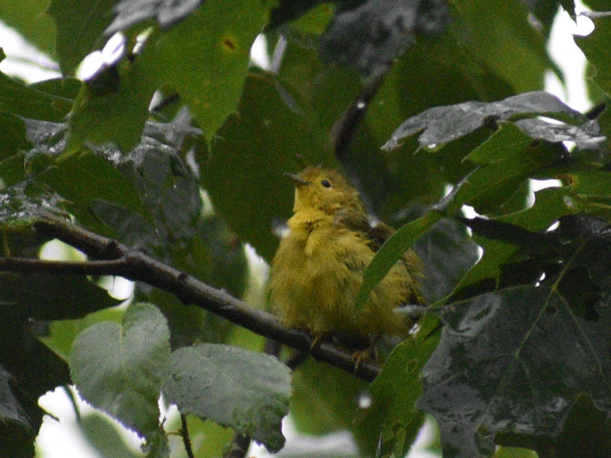 Yellow Warbler - ML475368881