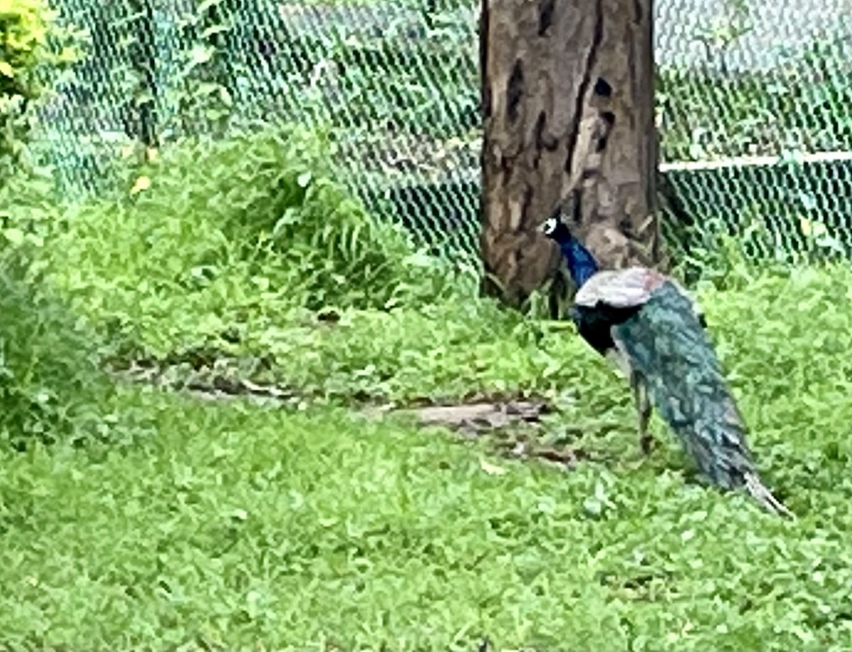 Indian Peafowl - Janardhan Uppada