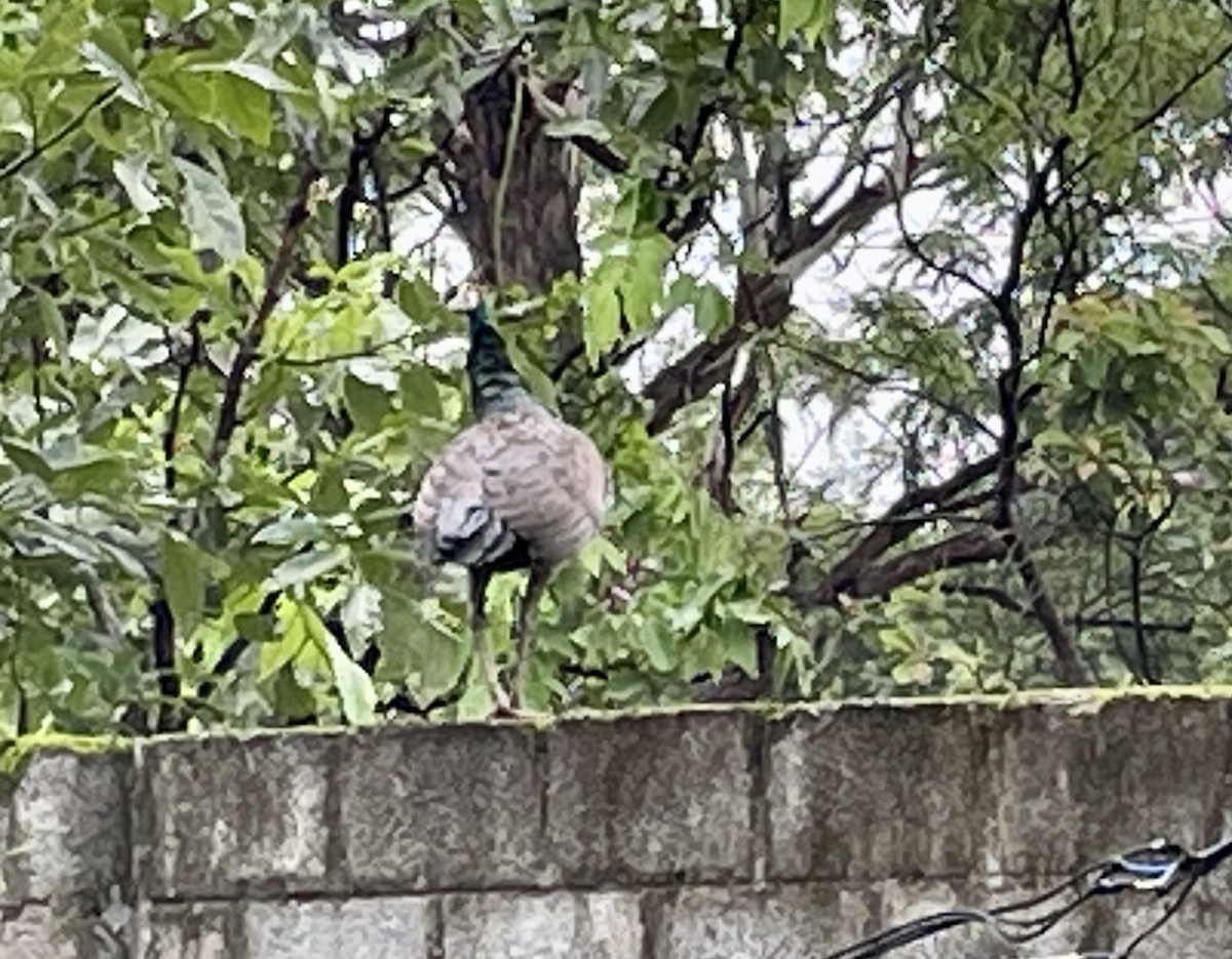 Indian Peafowl - ML475371981