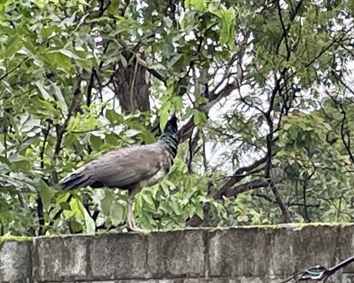 Indian Peafowl - Janardhan Uppada