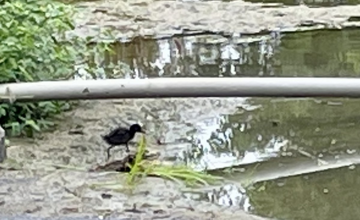 White-breasted Waterhen - Janardhan Uppada