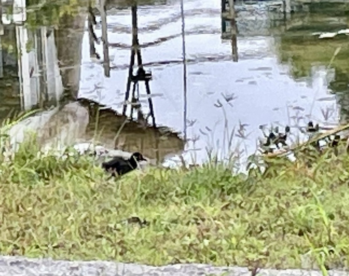 White-breasted Waterhen - ML475372061