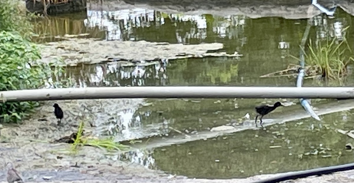 White-breasted Waterhen - Janardhan Uppada