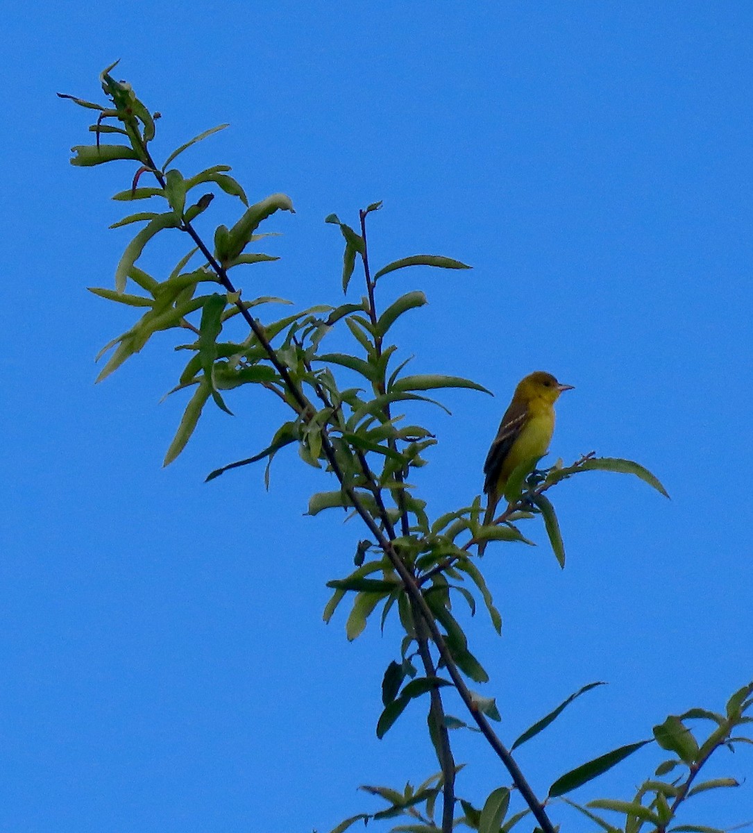 Orchard Oriole - ML475373911