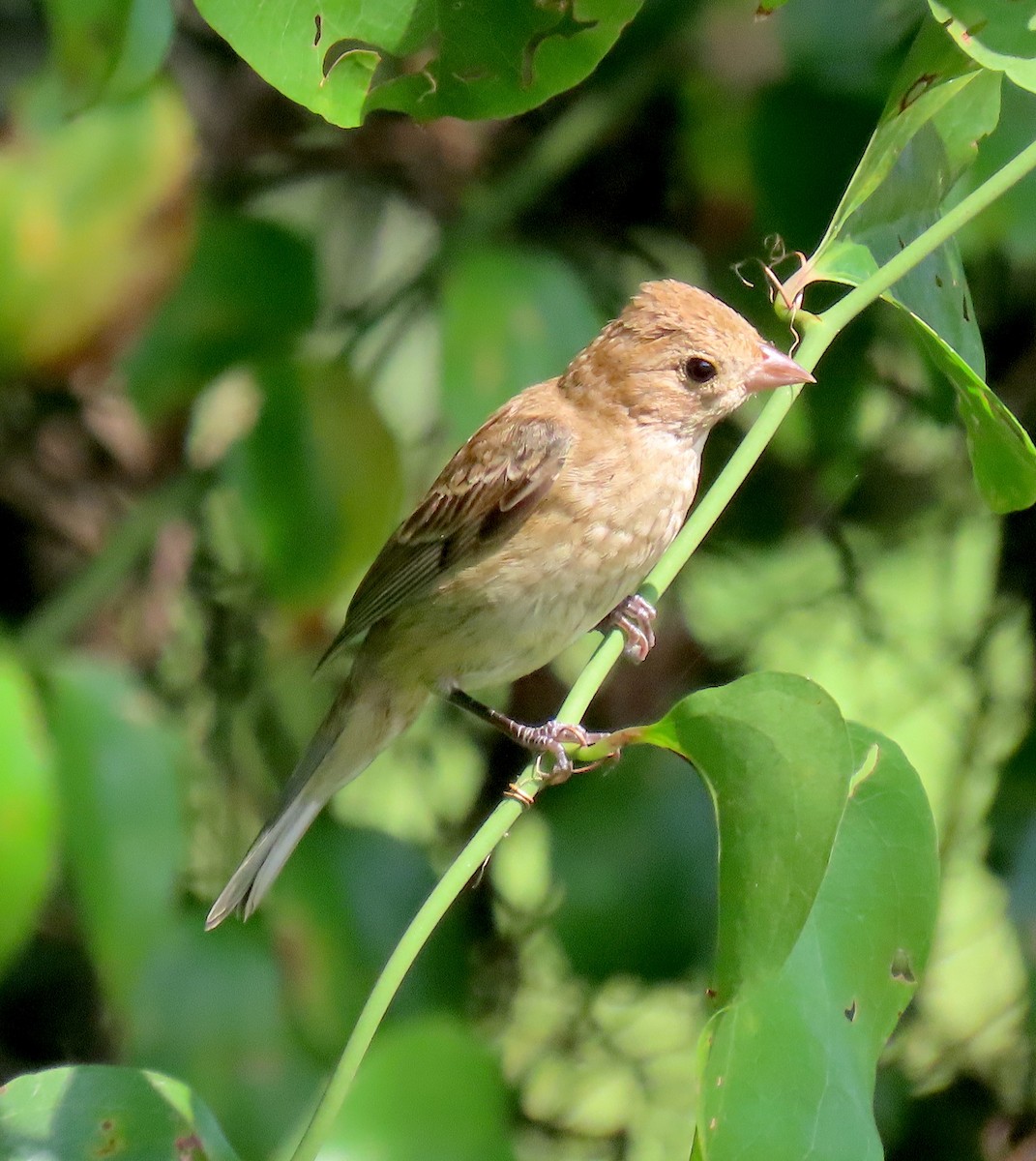 Indigo Bunting - ML475373921