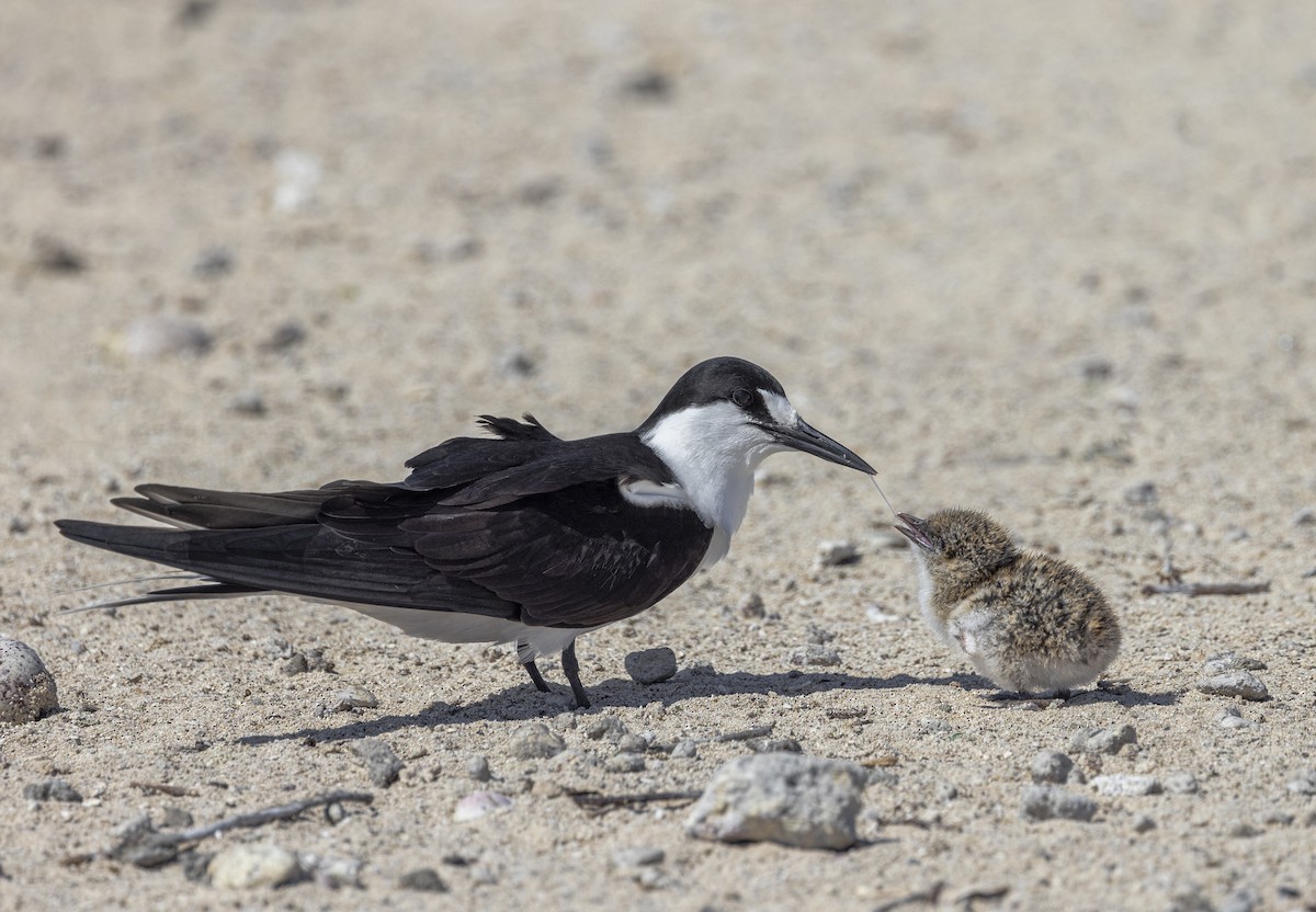 Sooty Tern - ML475375101