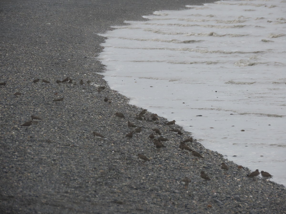 Black Turnstone - ML475375341