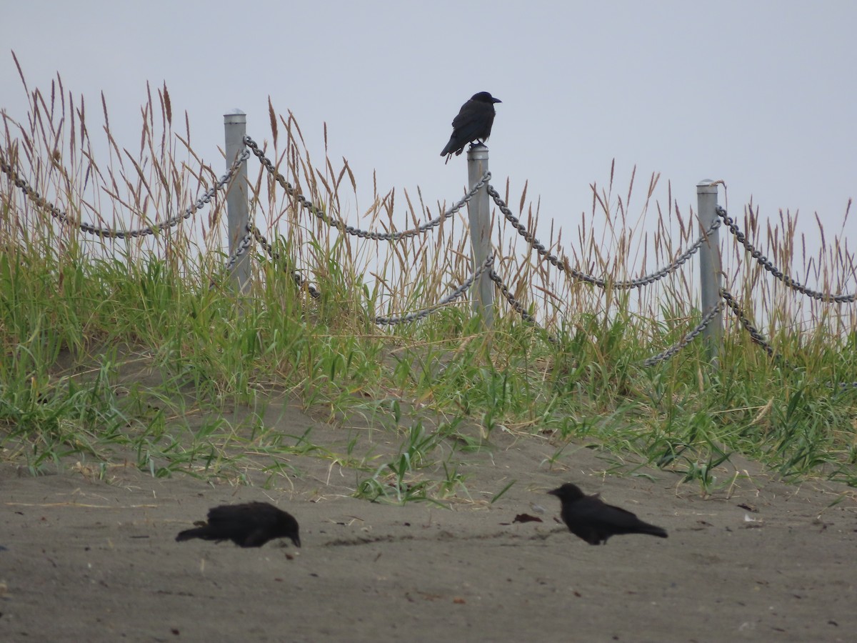 American Crow - Laura Burke