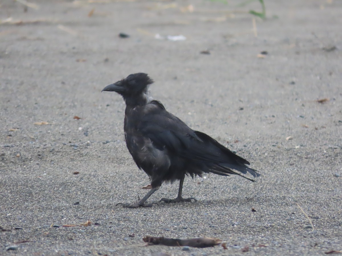 American Crow - Laura Burke