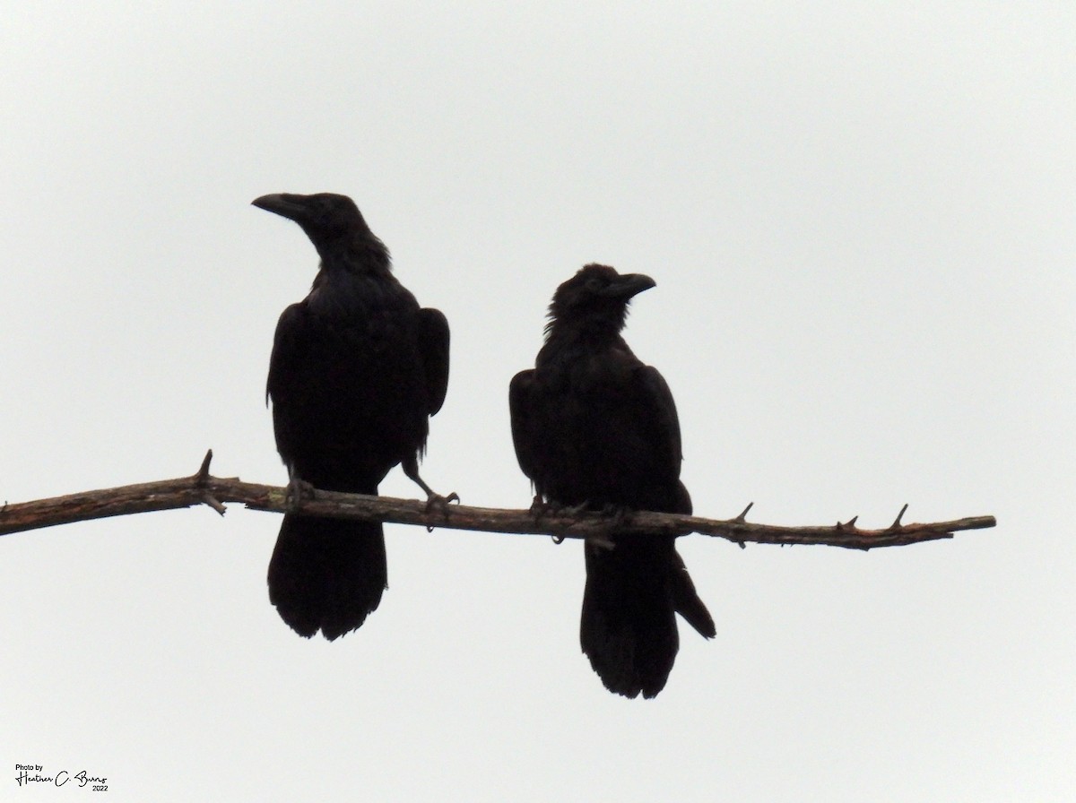 Common Raven - ML475377071
