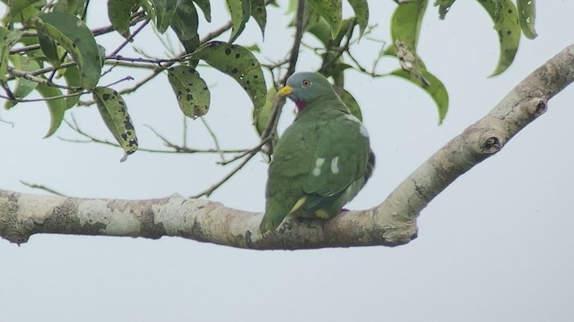 Claret-breasted Fruit-Dove - ML475378451