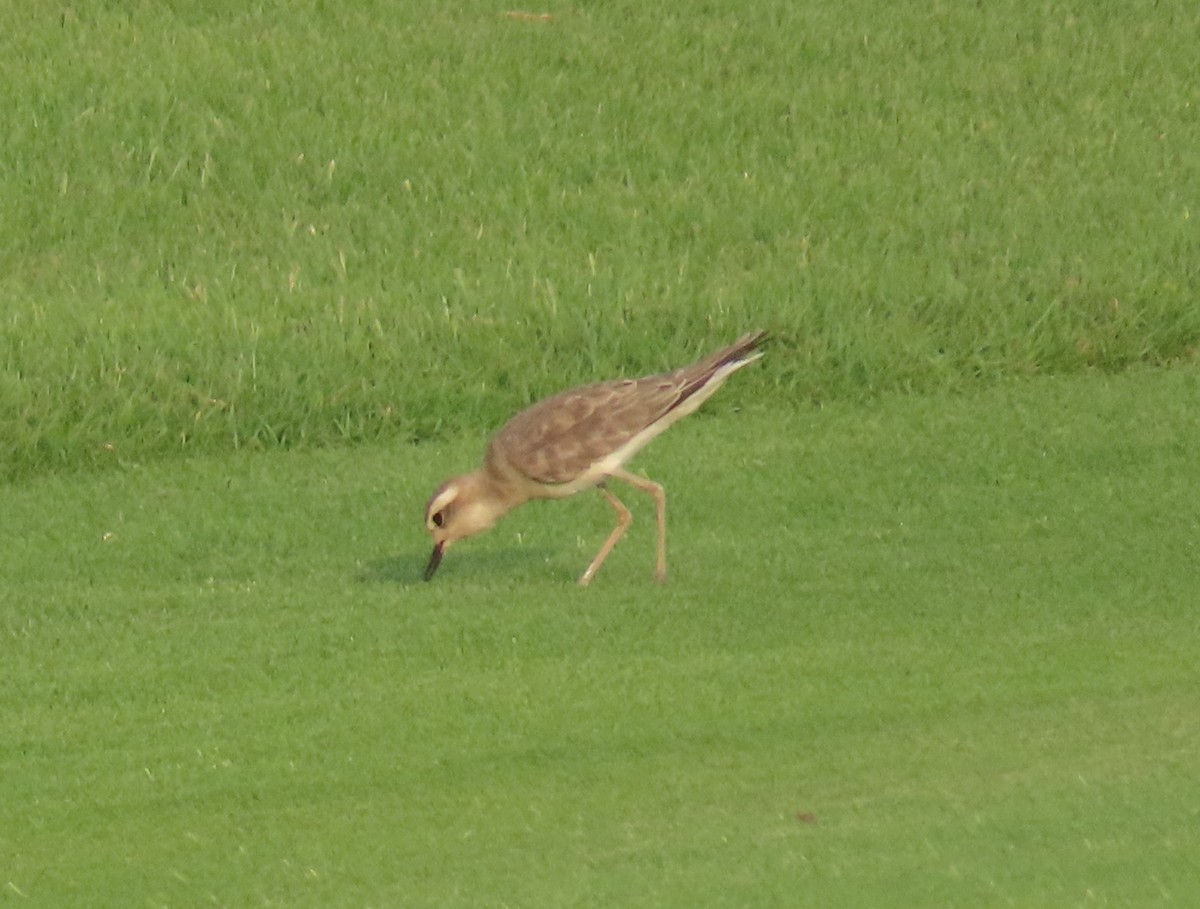 Caspian Plover - ML475378671