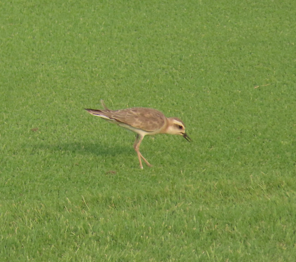 Caspian Plover - ML475378751