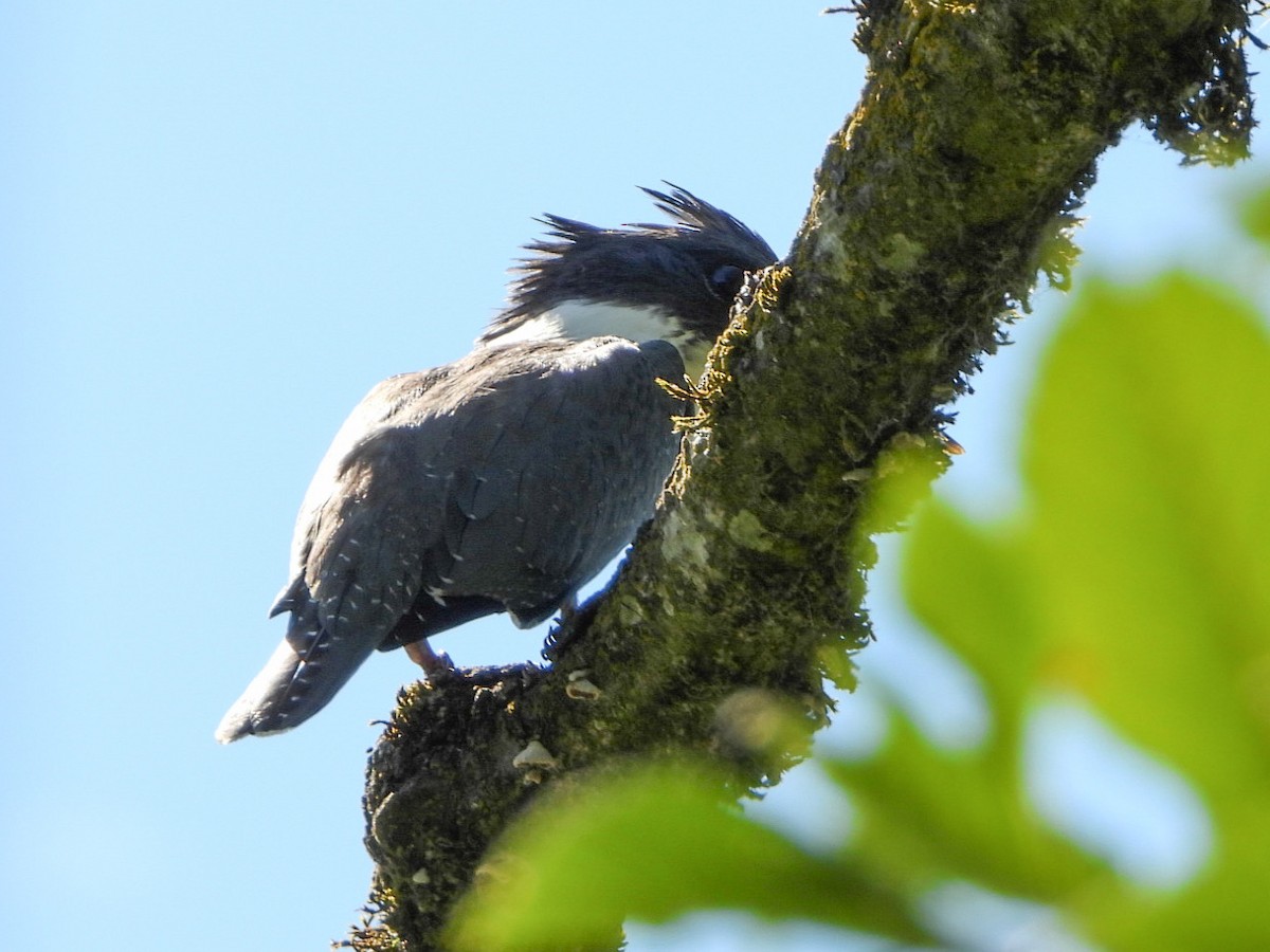 Belted Kingfisher - ML475380051