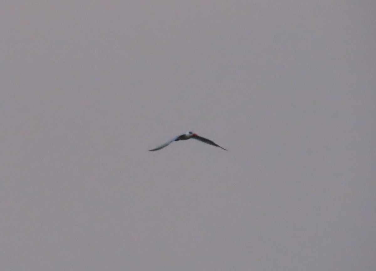 Caspian Tern - ML475380491