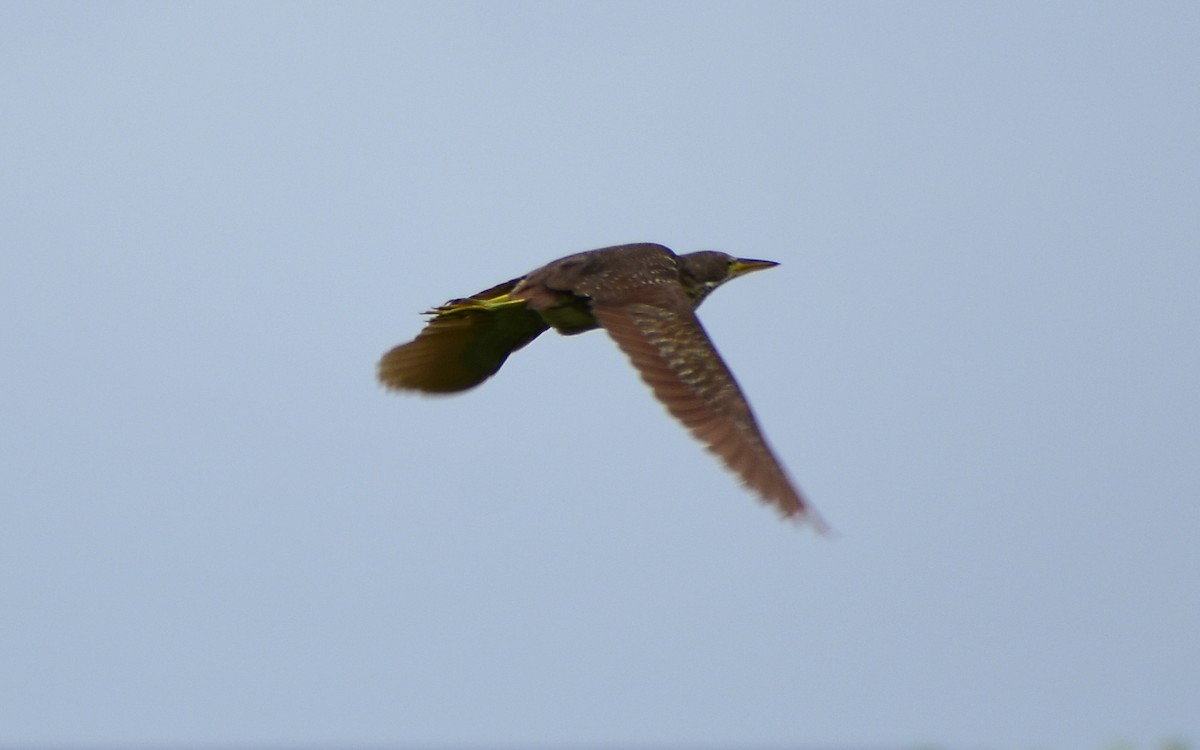 Cinnamon Bittern - ML475380651