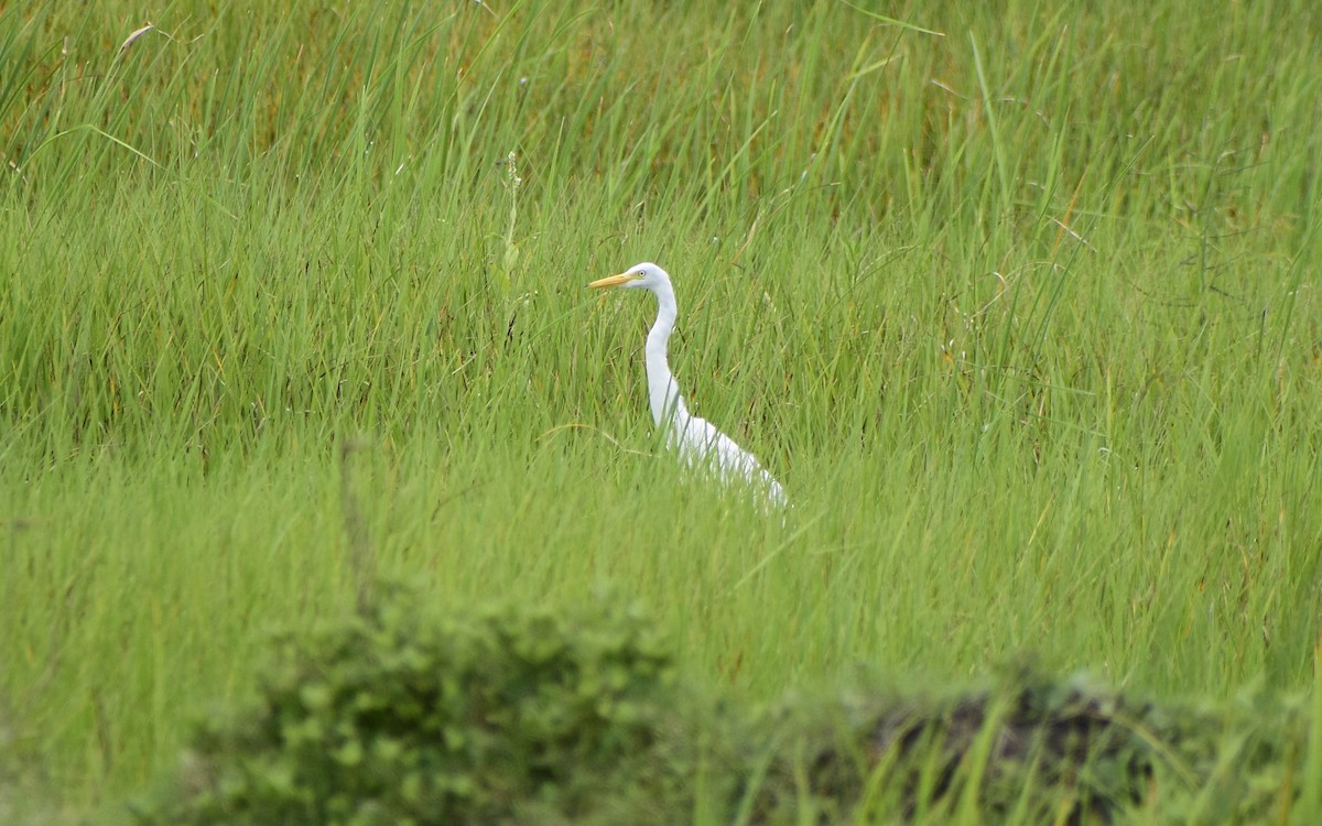 Medium Egret - ML475380691