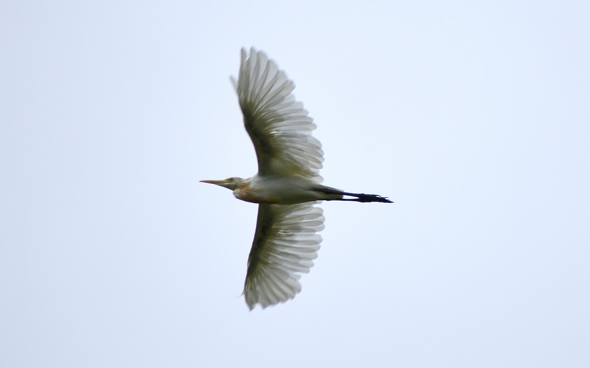 Eastern Cattle Egret - ML475380751