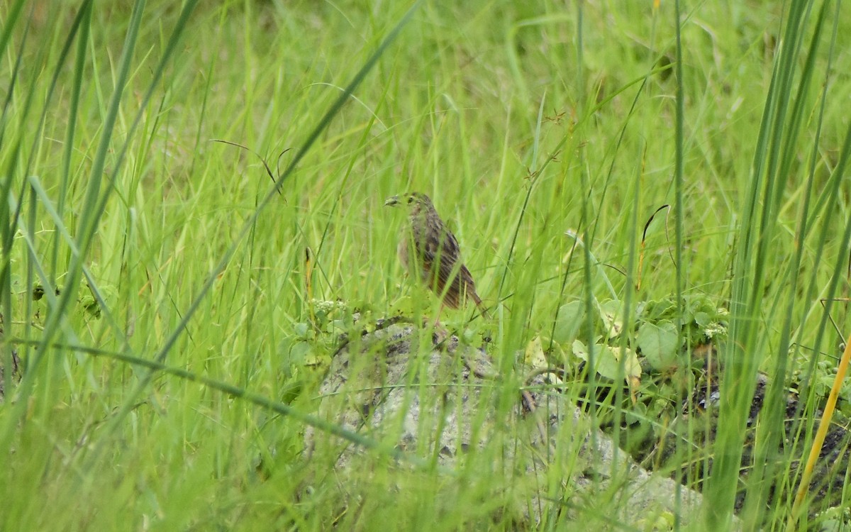 Bengal Bushlark - ML475380761