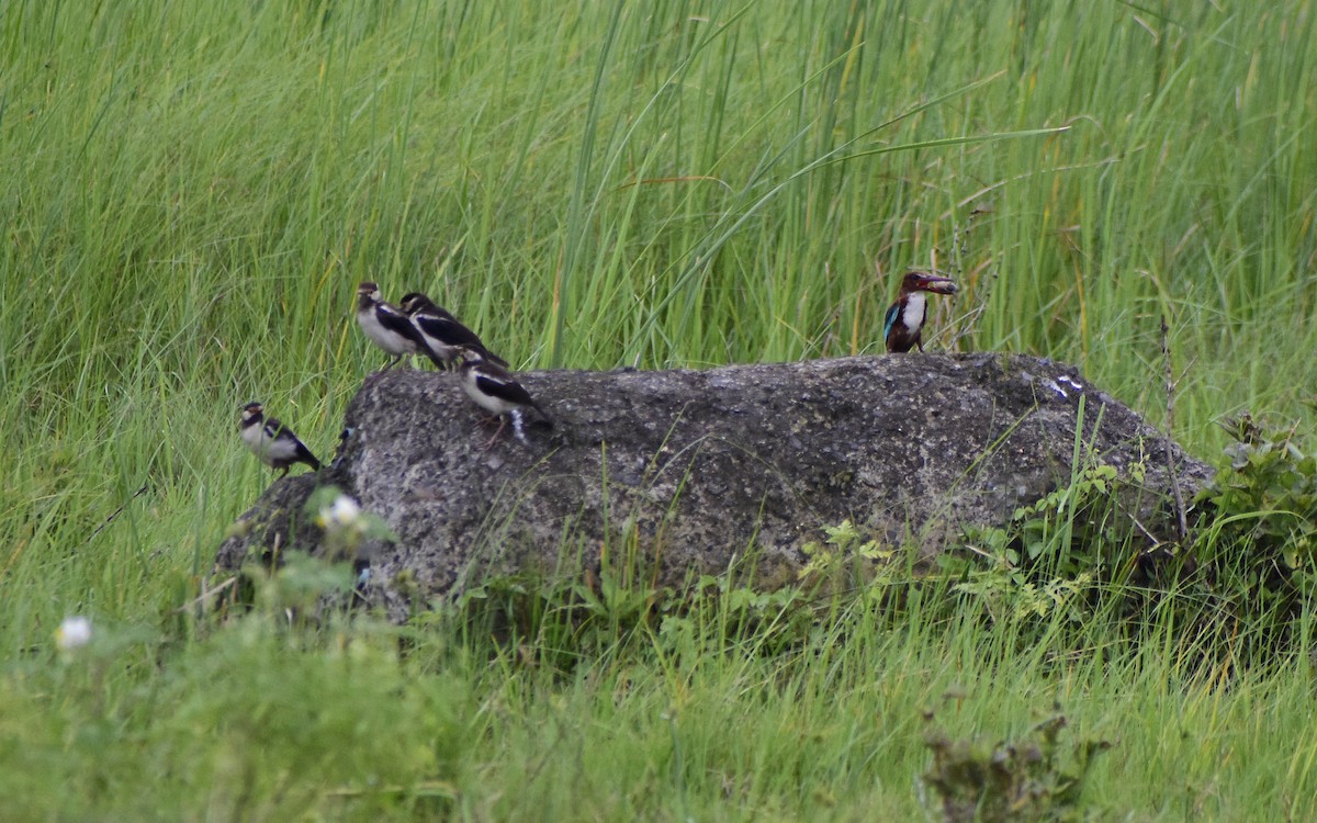 Indian Pied Starling - ML475380781