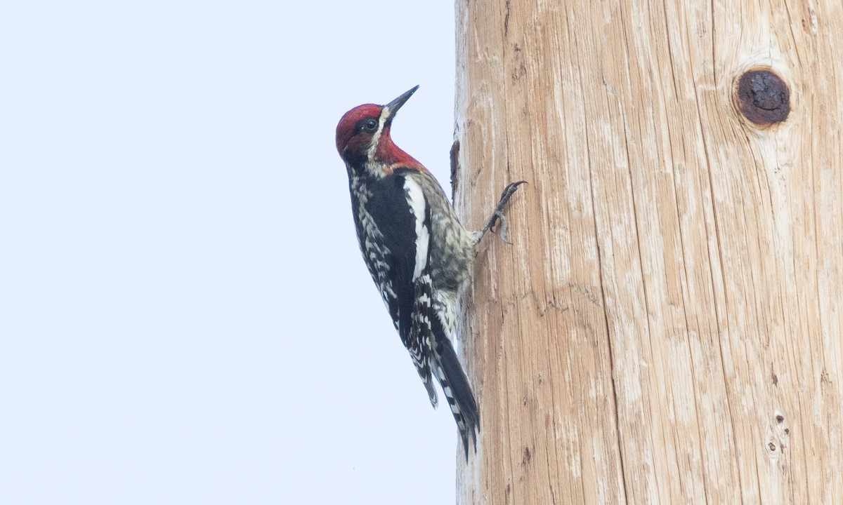 Red-breasted Sapsucker (daggetti) - Brian Sullivan