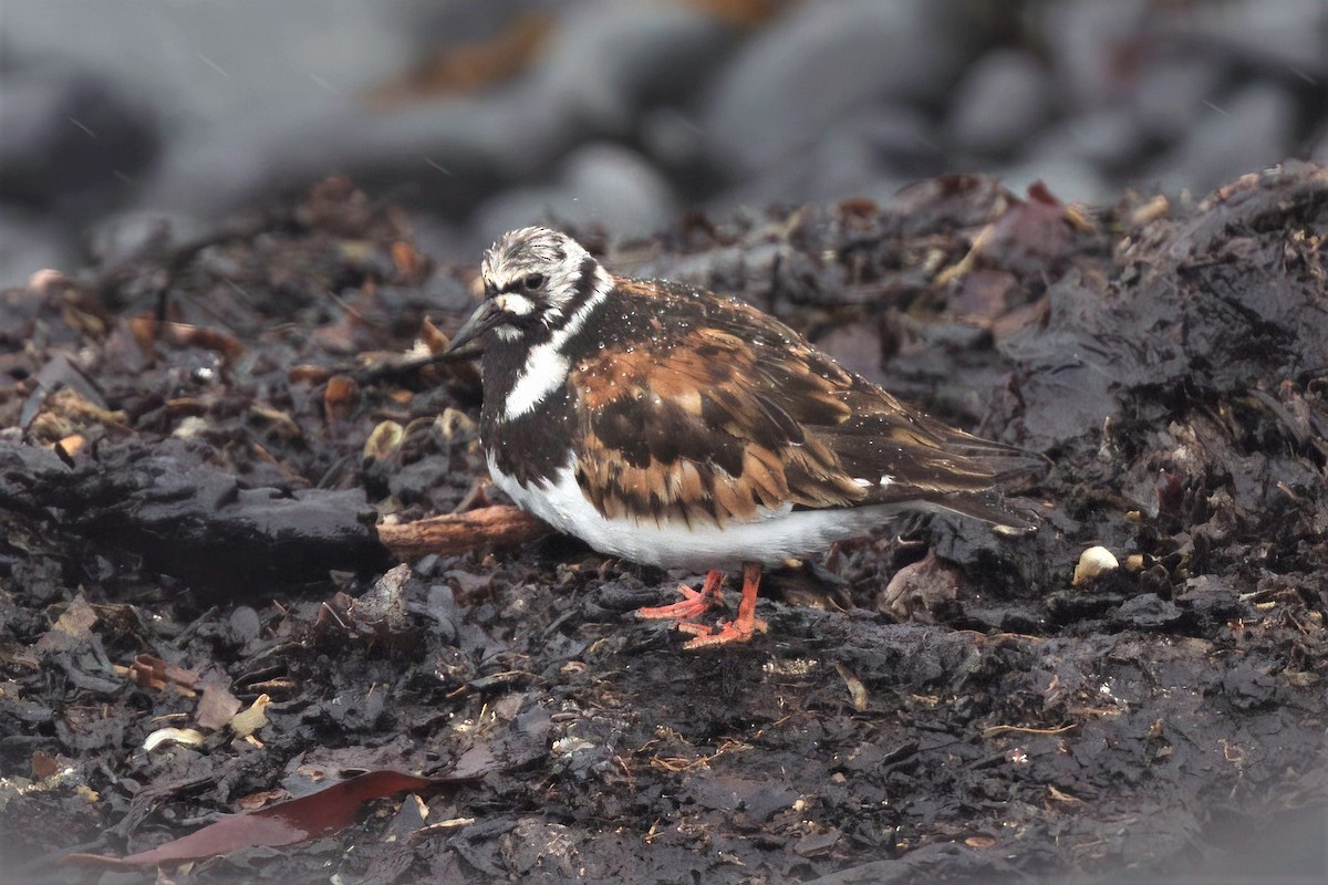 Ruddy Turnstone - ML475381071