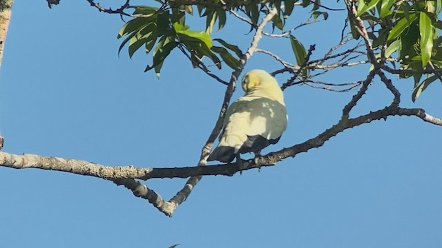 Пінон австралійський - ML475381241