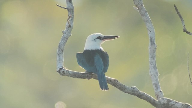 Martin-chasseur à tête blanche - ML475381581