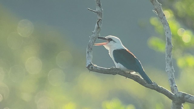 Beach Kingfisher - ML475381631