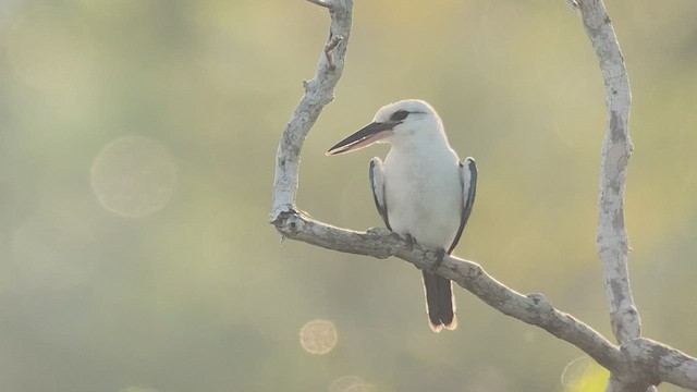 Martin-chasseur à tête blanche - ML475381641