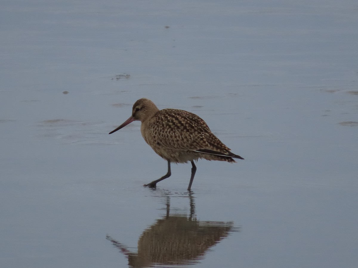 Bar-tailed Godwit - Laura Burke