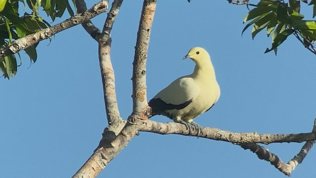 Пінон австралійський - ML475381781