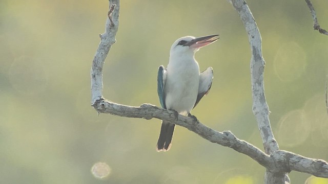 Beach Kingfisher - ML475381791