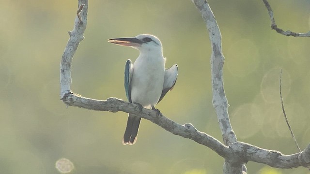 Beach Kingfisher - ML475381801