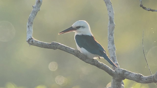 Beach Kingfisher - ML475381811