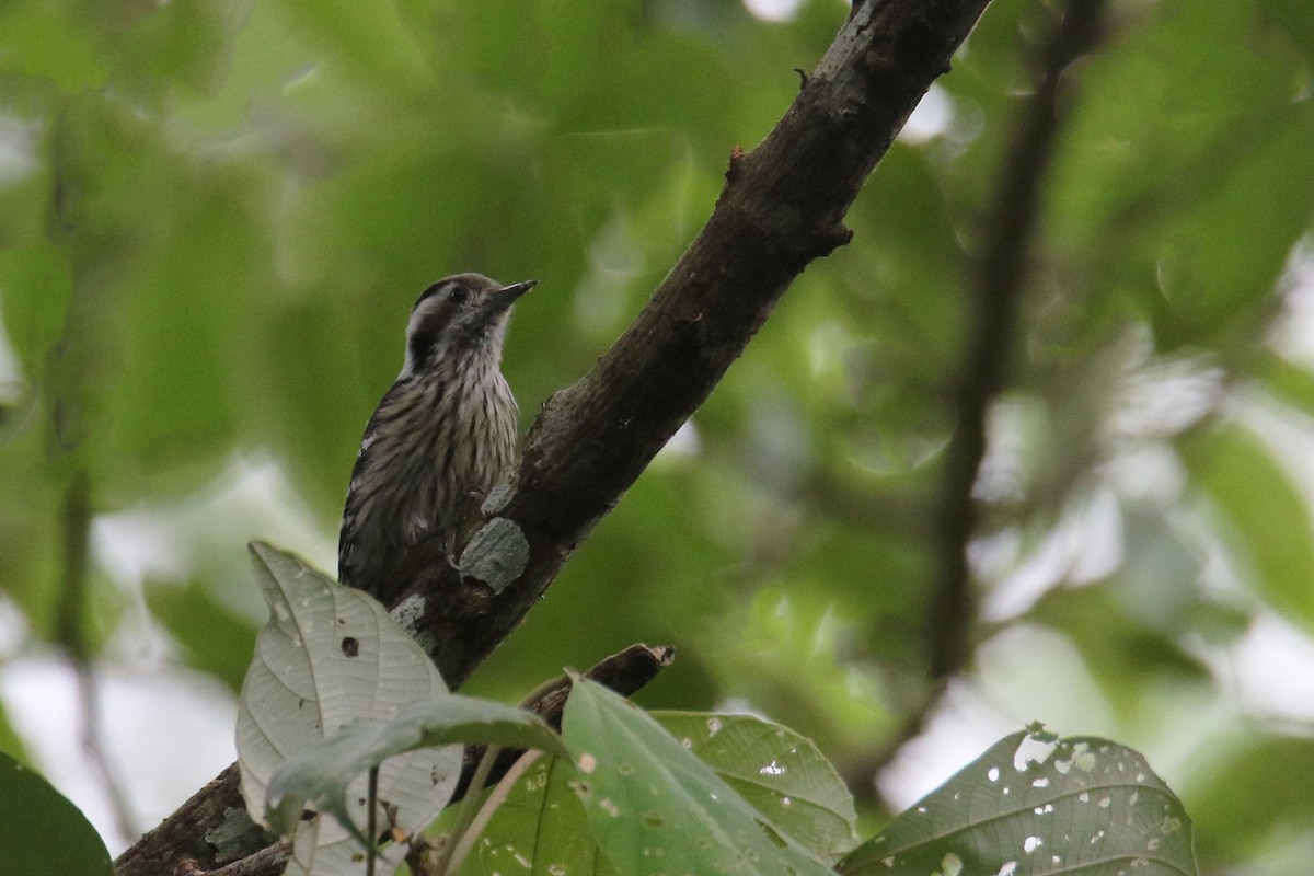 Gray-capped Pygmy Woodpecker - ML475381851