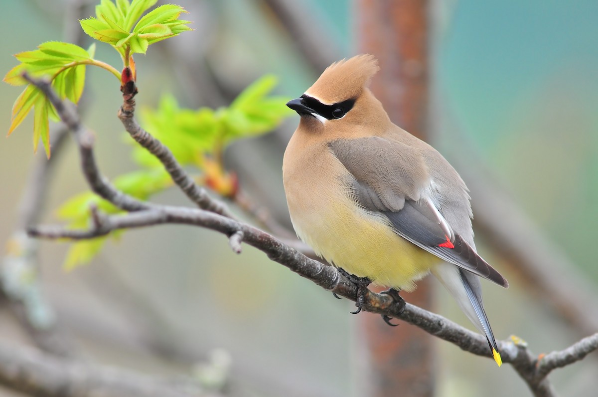 Cedar Waxwing - Malcolm Gold