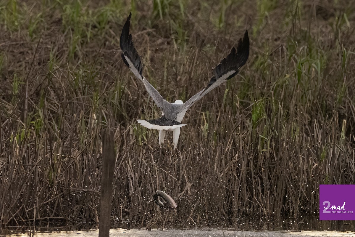 White-bellied Sea-Eagle - ML475382571