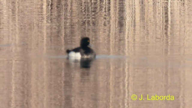 Tufted Duck - ML475382651